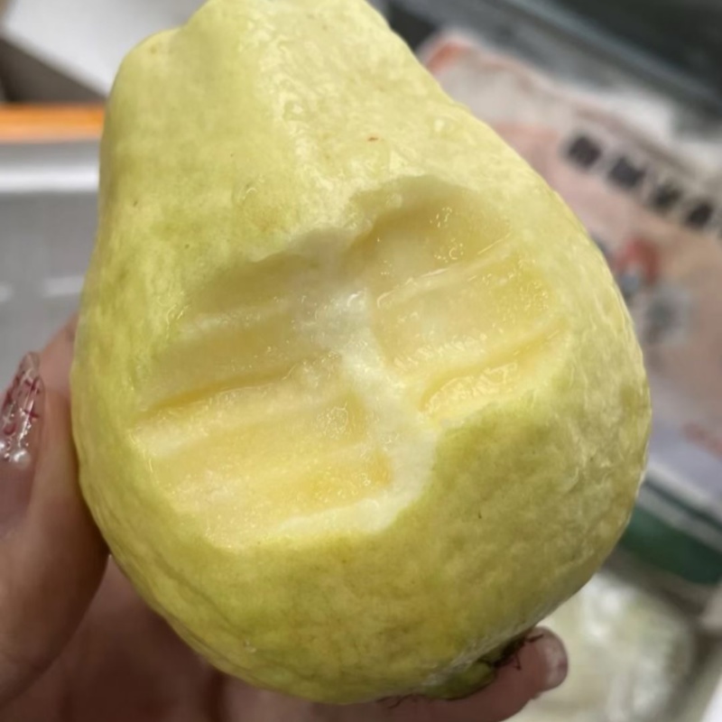 广东白心芭乐自家果园货源充足质量保证可产地看货