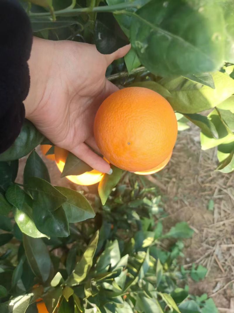 纽荷尔橙子