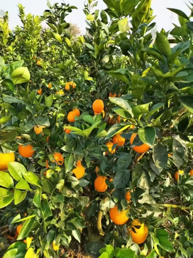 纽荷尔橙子