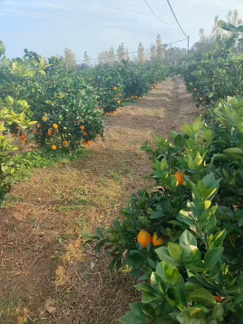 纽荷尔橙子