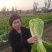 义和秋娃娃菜青麻