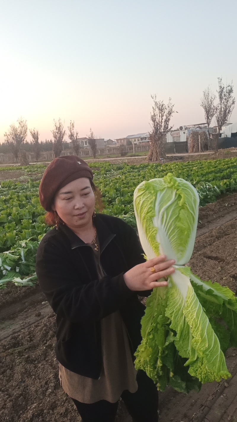 义和秋娃娃菜青麻