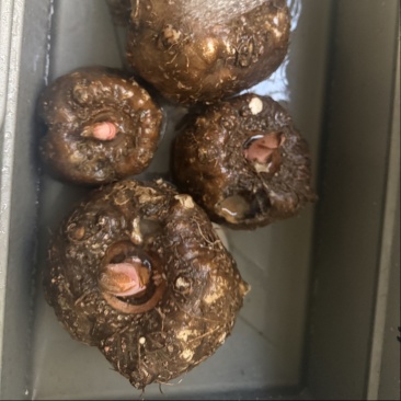 魔芋豆腐