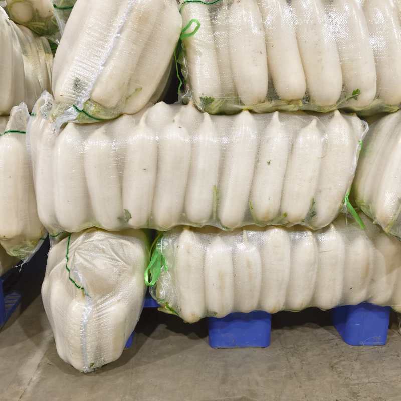湖北枝江白萝卜三排四排五排有货