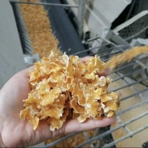 蒸汽压片玉米蒸汽玉米压片大量供应可视频看货饲料