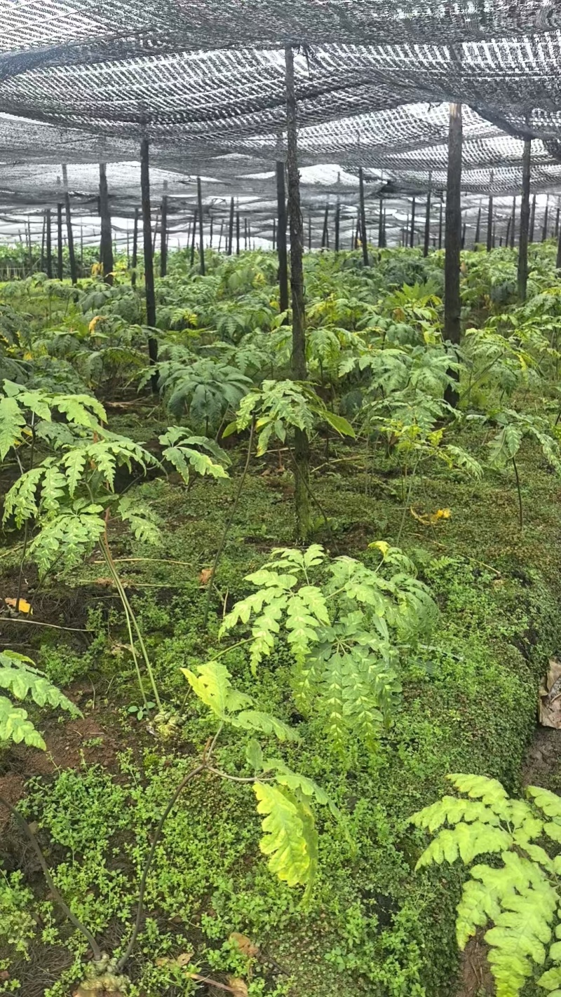 野生三七（新鲜野生三七，现挖现发货，3斤起批）
