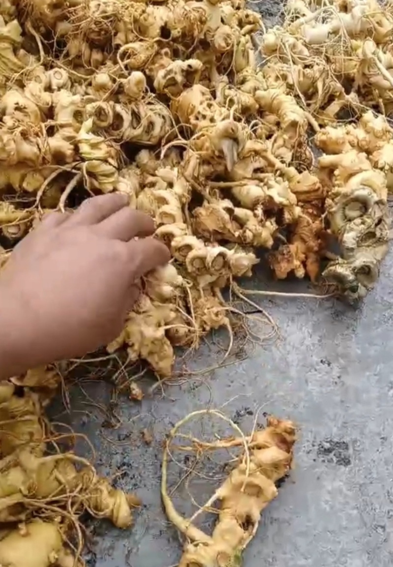 野生三七（新鲜野生三七，现挖现发货，3斤起批）