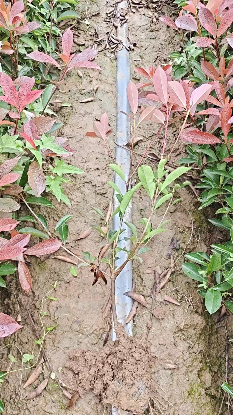 红叶石楠营杨杯红叶石高60厘米冠26厘米左右