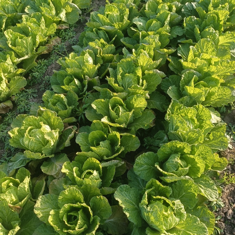 散白菜