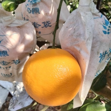 爱媛68黄美人