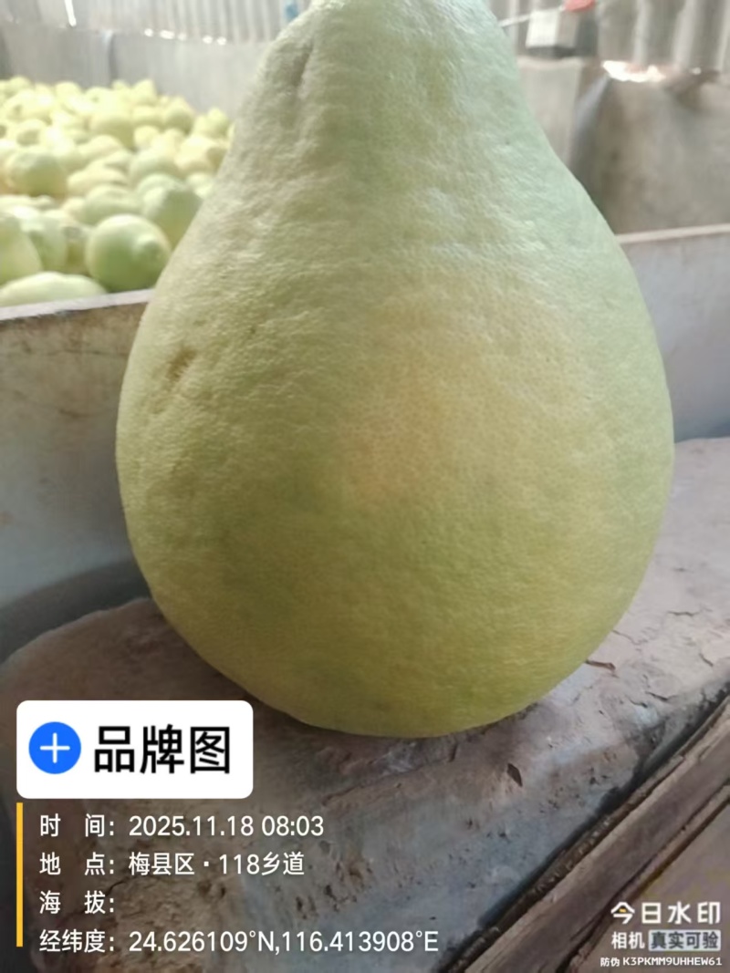 梅县桃尧沙田柚