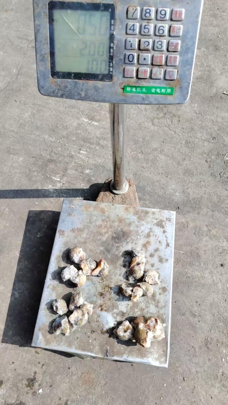 老婆脚，假鲍螺