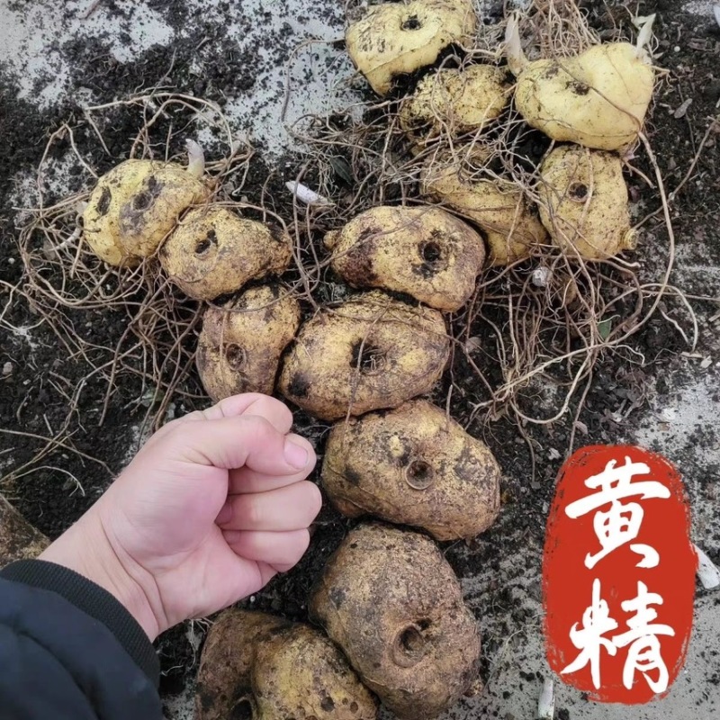 四川高海拔野生红花滇黄精野生山货预定现挖欢迎采购
