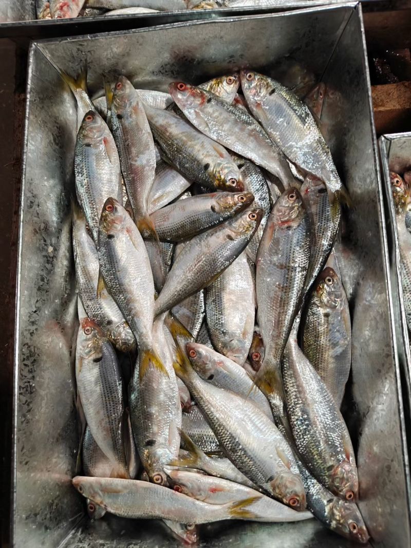 海鲫鱼，