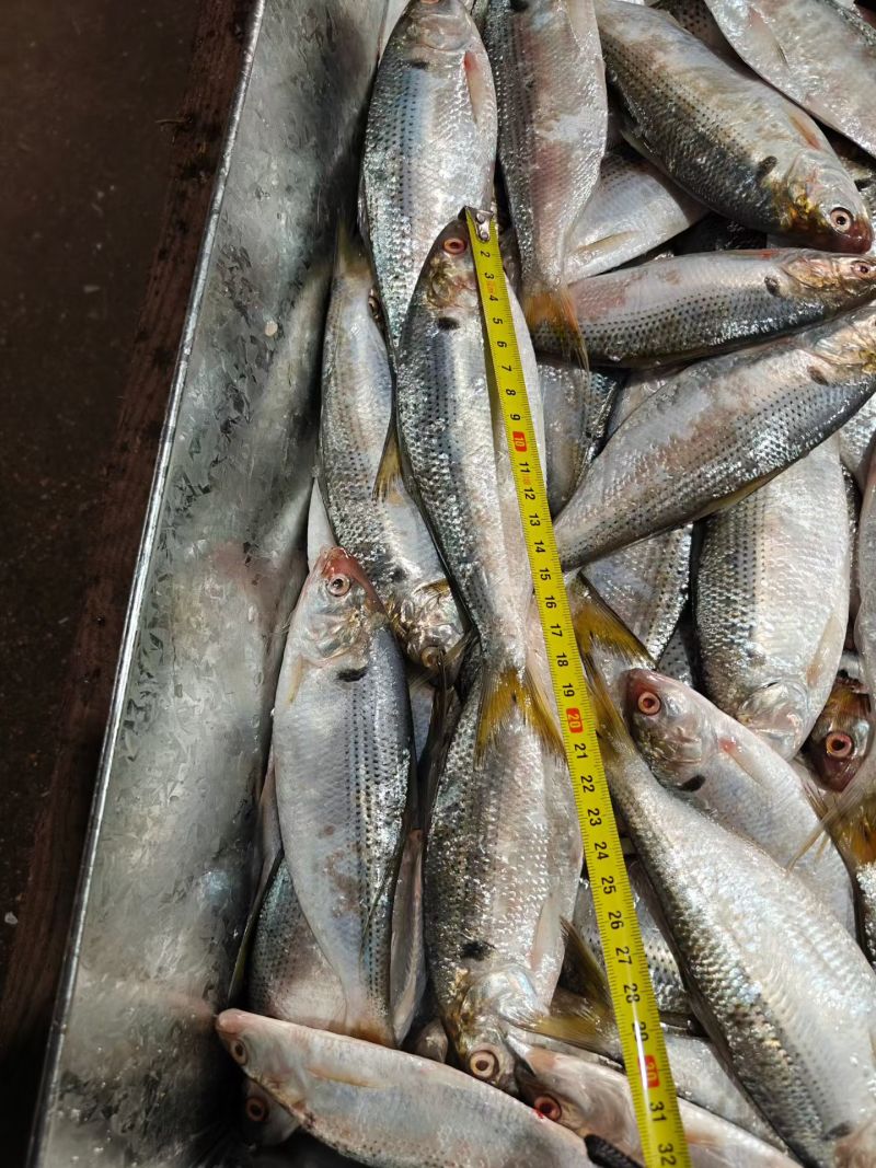 海鲫鱼，