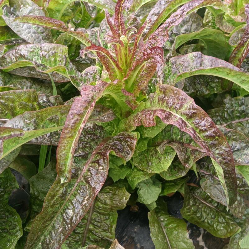 红叶莴笋产地货源充足保质保量欢迎随时联系看货