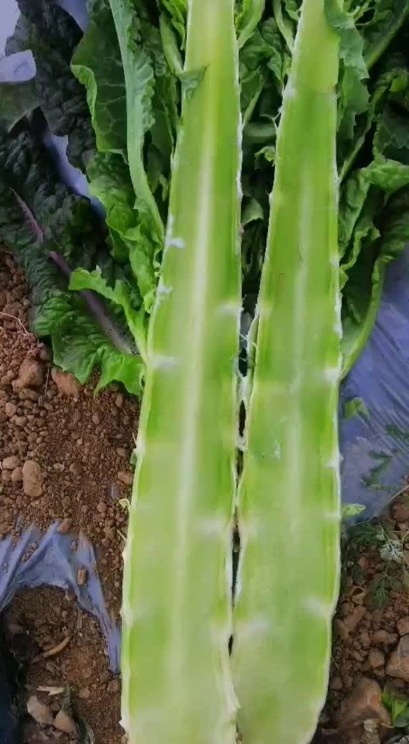 红叶莴笋产地货源充足保质保量欢迎随时联系看货