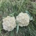 花菜松花实花产地批发价货源充产地视频看货量大从优