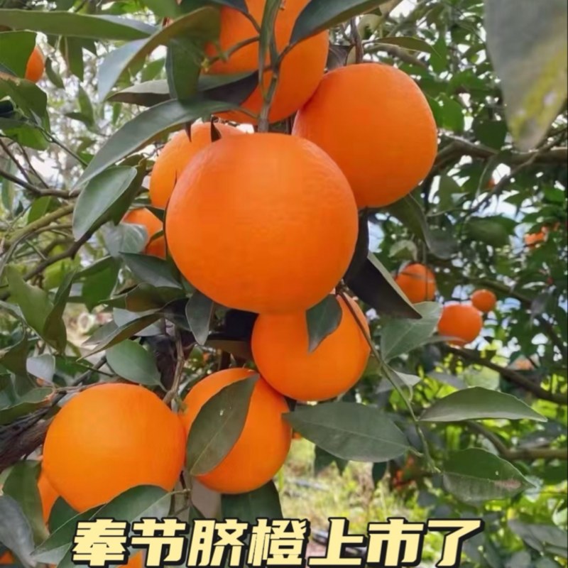 本人长期做奉节脐橙代办一树清、通货、二级果、次果、