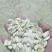 西葫芦仔