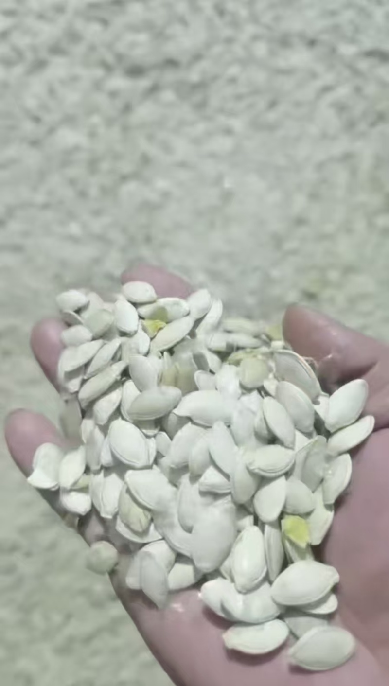 西葫芦仔