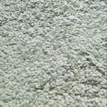 西葫芦仔