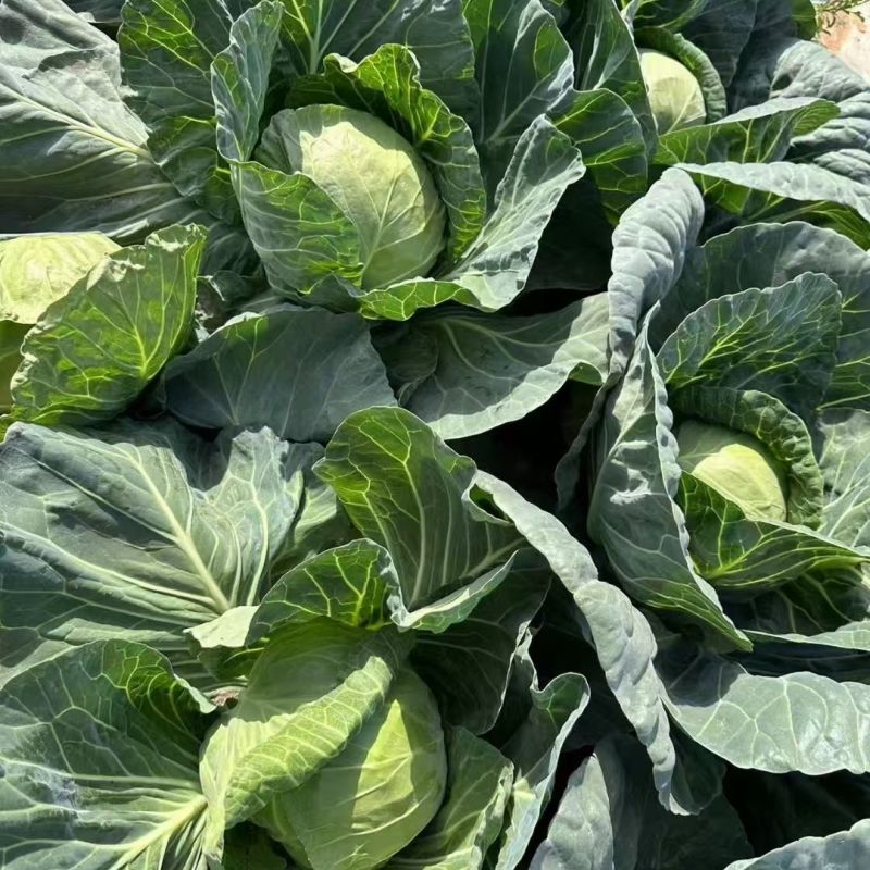 绿宝贝甘蓝种子早熟圆正包心菜种籽春秋卷心菜蔬菜种籽