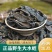 水蛭金边水蛭一手货源诚信经营假一赔十