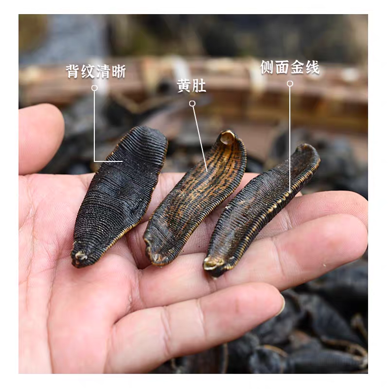 水蛭金边水蛭一手货源诚信经营假一赔十