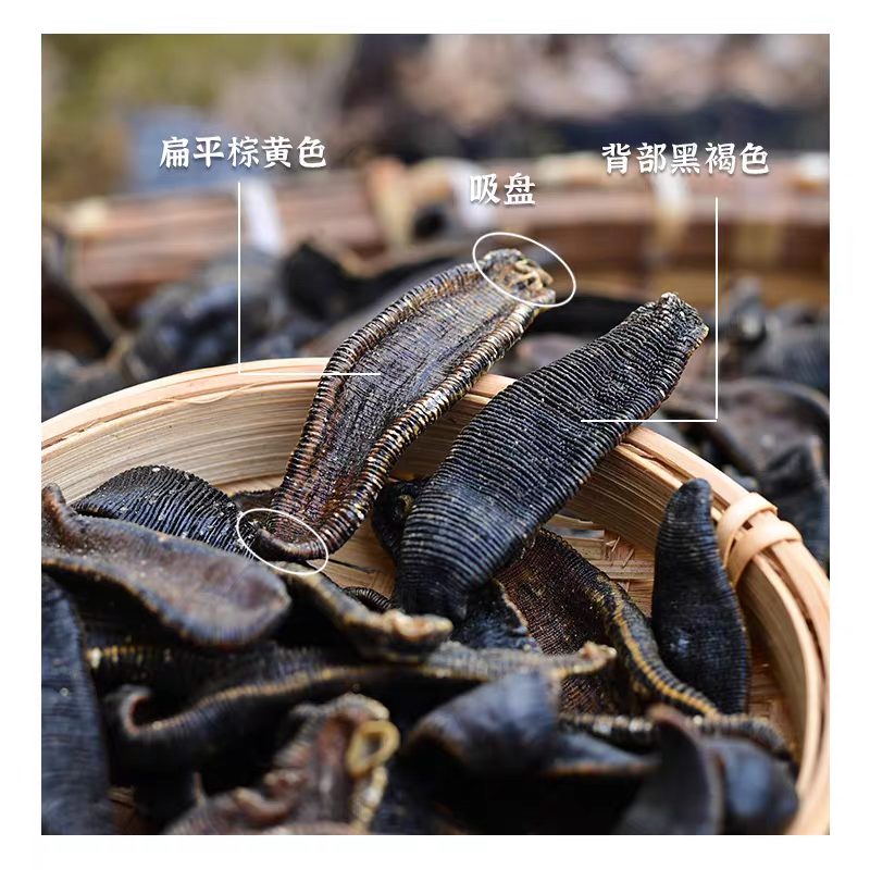 水蛭金边水蛭一手货源诚信经营假一赔十