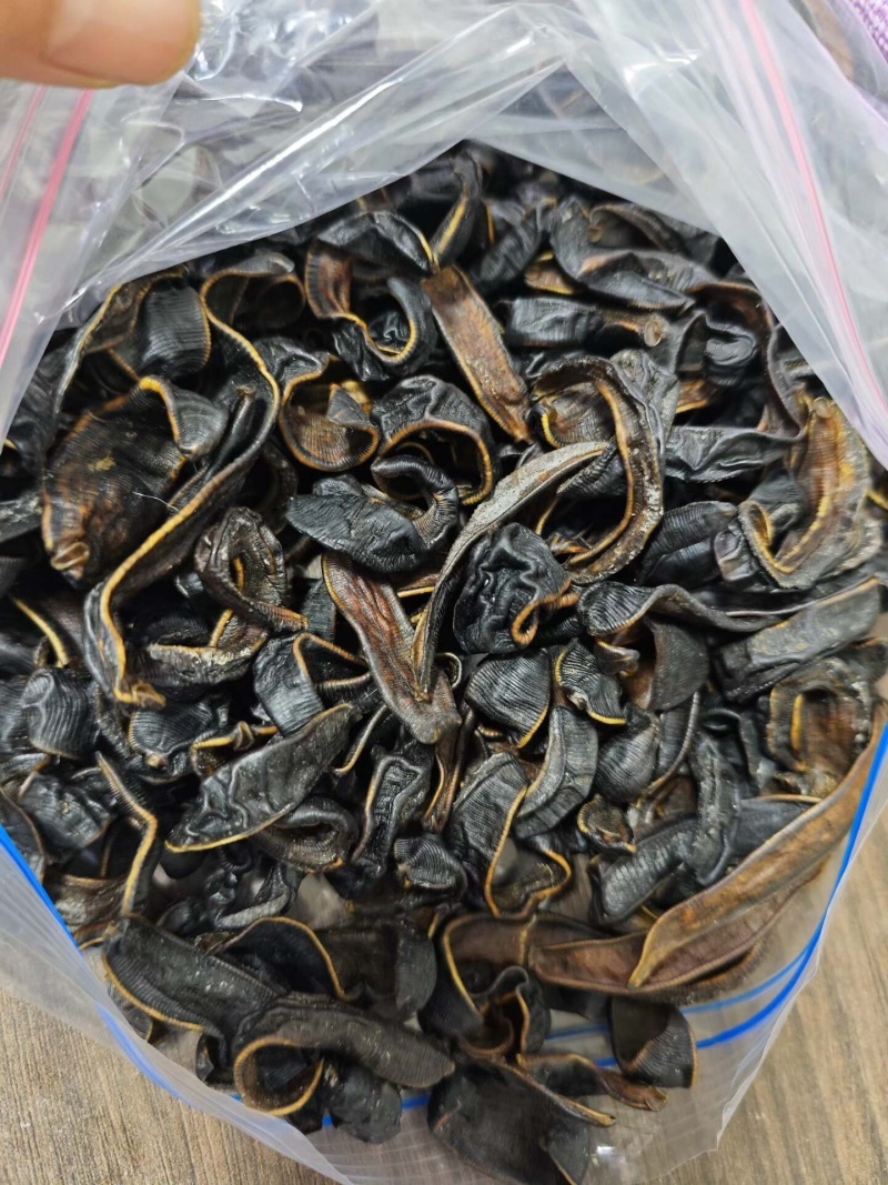 水蛭金边水蛭一手货源诚信经营假一赔十