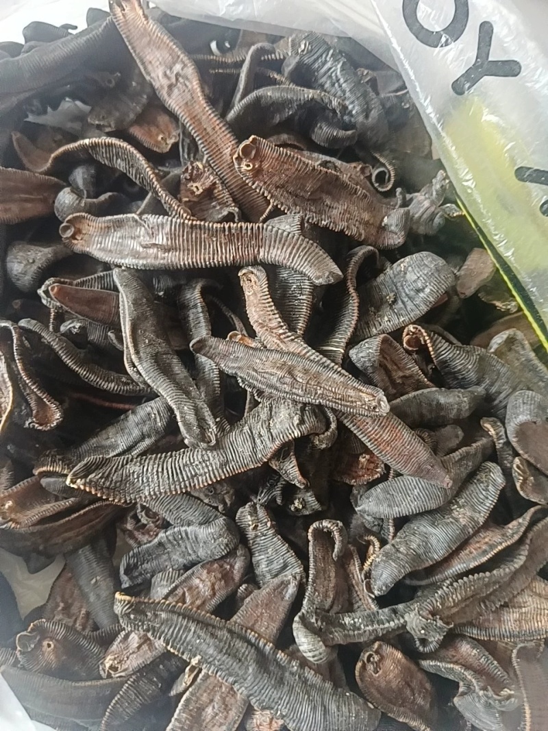 水蛭金边水蛭一手货源诚信经营假一赔十