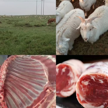 内蒙古鄂尔多斯市杭锦旗草原羊肉，***绿色羊肉，欢迎实地考察