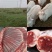 内蒙古鄂尔多斯市杭锦旗草原羊肉，***绿色羊肉，欢迎实地考察