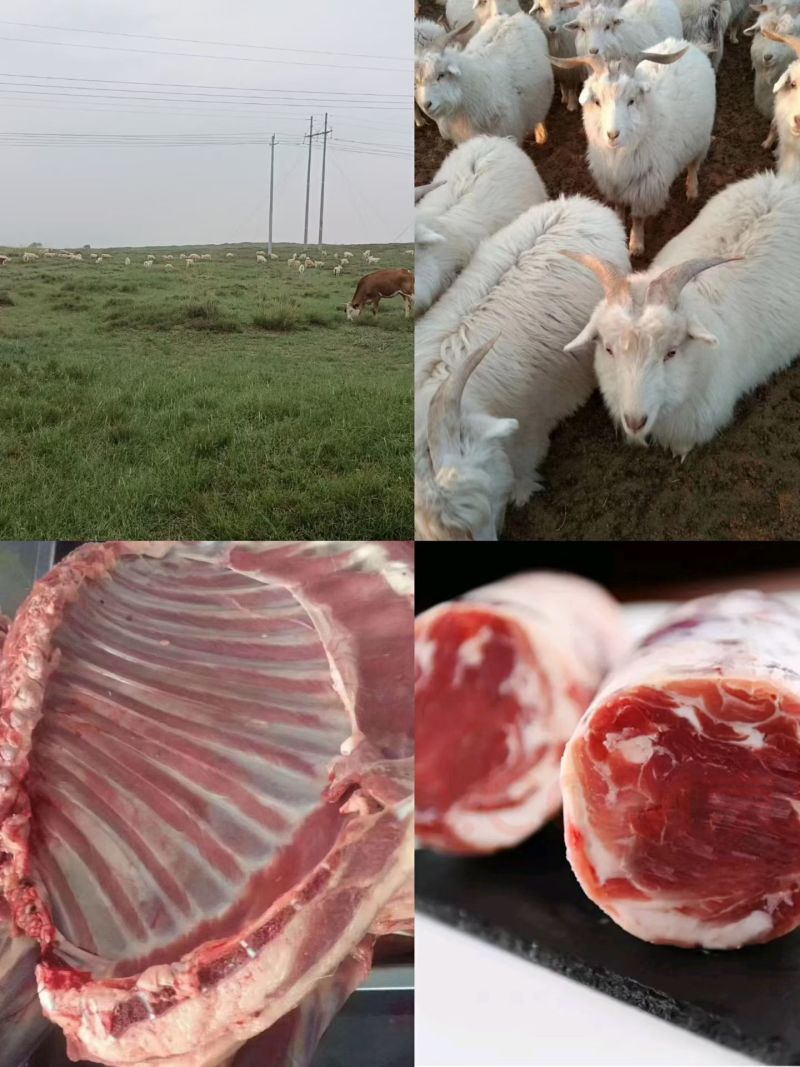 内蒙古鄂尔多斯市杭锦旗草原羊肉，***绿色羊肉，欢迎实地考察