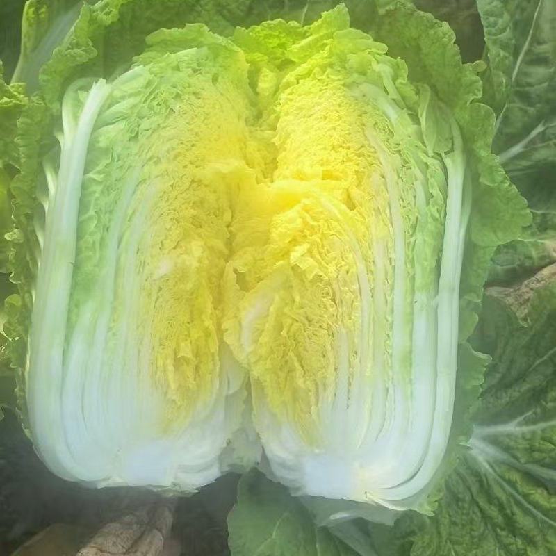 玲珑黄大白菜黄心菜