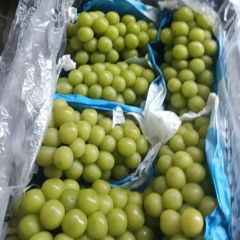 阳光玫瑰，大量有货，需要的联系