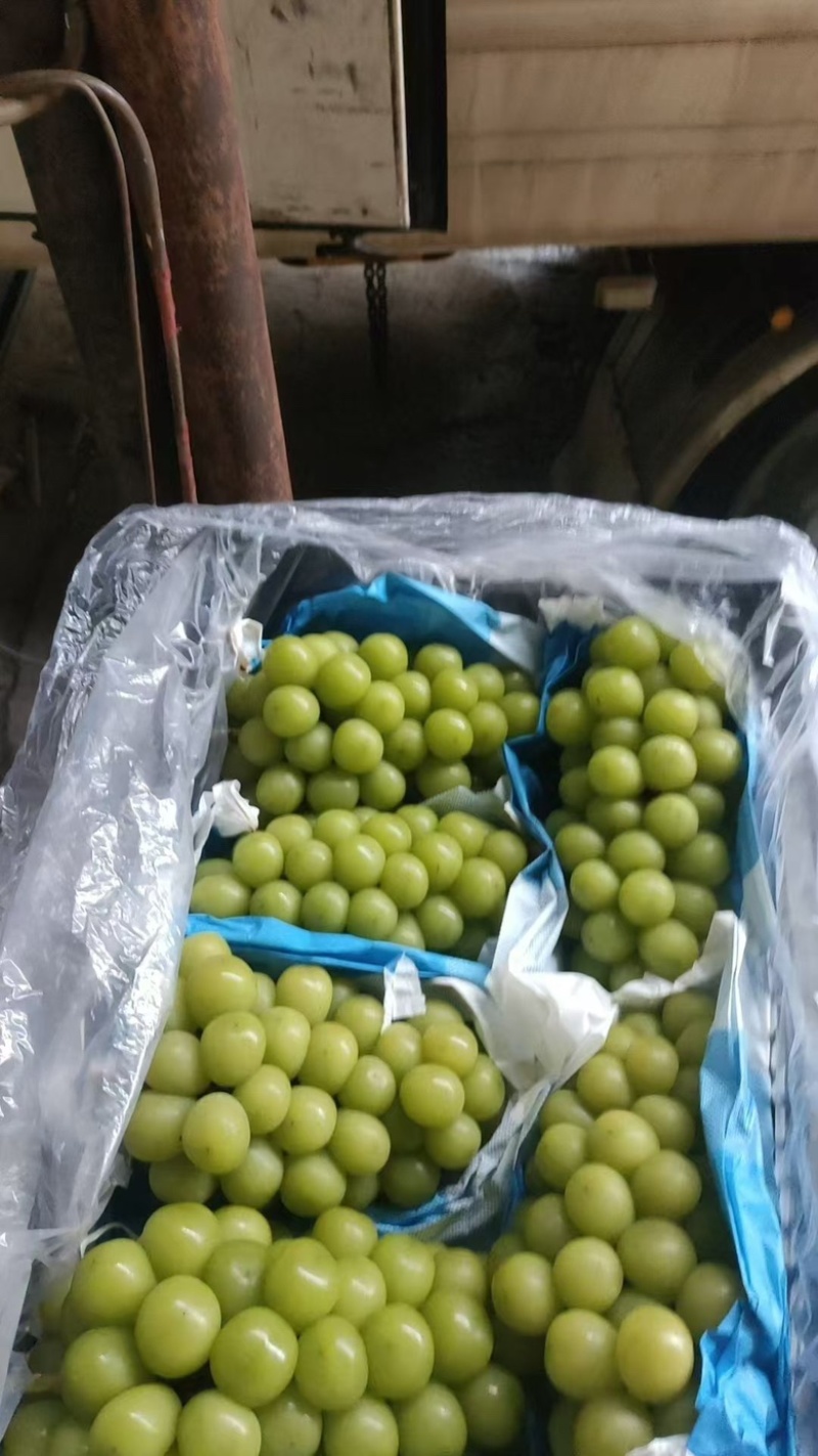 阳光玫瑰，大量有货，需要的联系