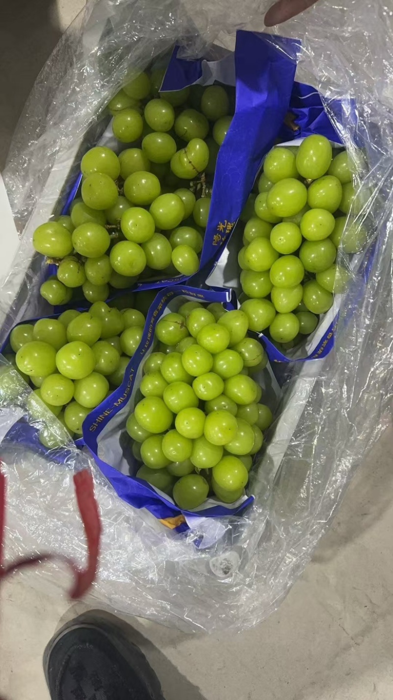 阳光玫瑰，大量有货，需要的联系