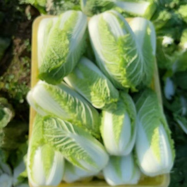 新鲜娃娃菜现砍现剥现装棵棵鲜嫩清脆无渣