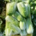 新鲜娃娃菜现砍现剥现装棵棵鲜嫩清脆无渣