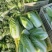 新鲜娃娃菜现砍现剥现装棵棵鲜嫩清脆无渣