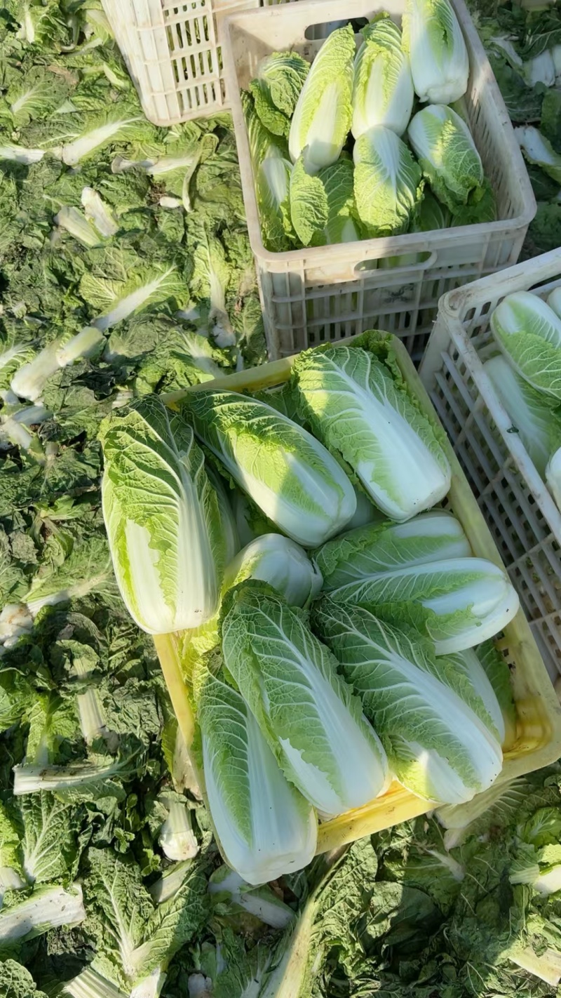 新鲜娃娃菜现砍现剥现装棵棵鲜嫩清脆无渣