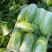 新鲜娃娃菜现砍现剥现装棵棵鲜嫩清脆无渣