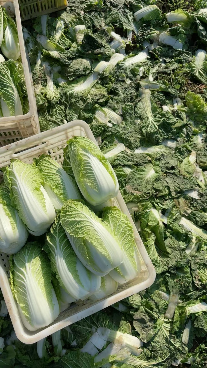 新鲜娃娃菜现砍现剥现装棵棵鲜嫩清脆无渣