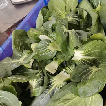 青梗菜叶