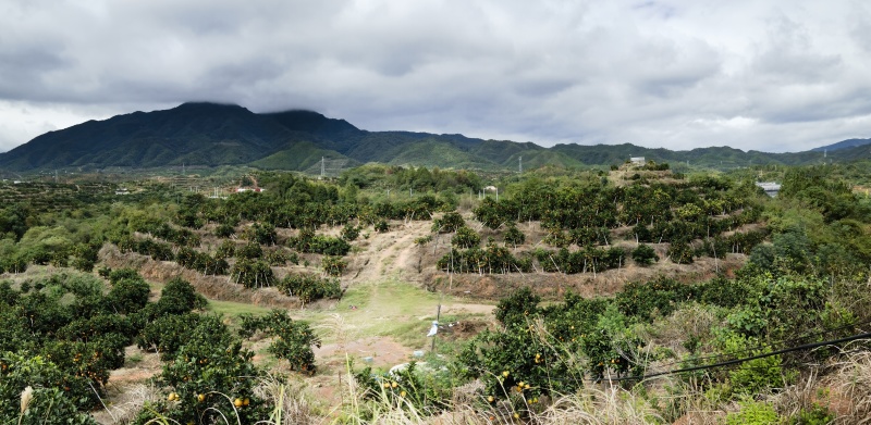 赣南脐橙精品橙子脐橙对接市场档口电商全国发货
