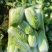 新鲜娃娃菜现砍现剥现装棵棵鲜嫩清脆无渣