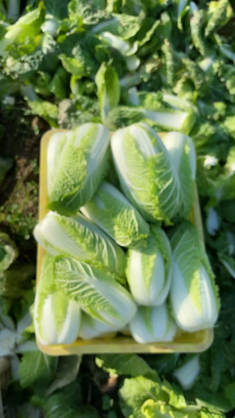 新鲜娃娃菜现砍现剥现装棵棵鲜嫩清脆无渣
