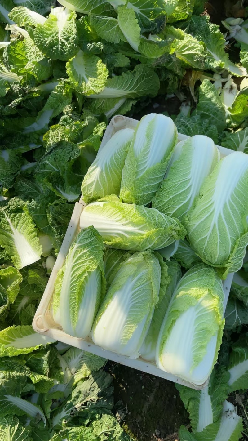 新鲜娃娃菜现砍现剥现装棵棵鲜嫩清脆无渣